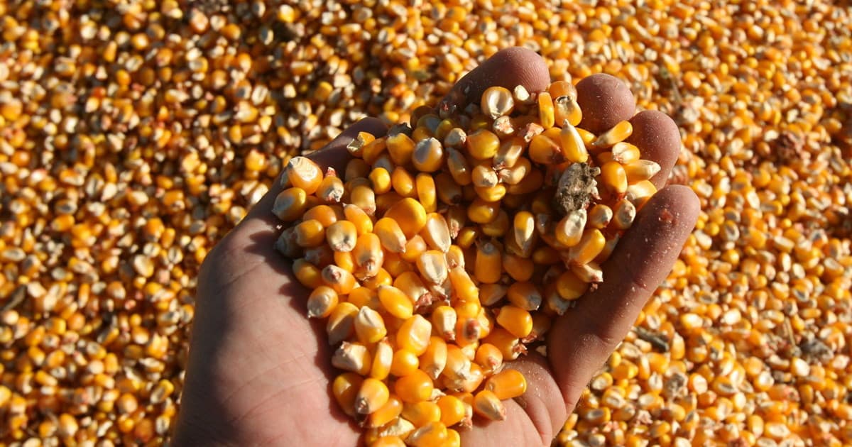 La comercialización anticipada de maíz se acelera, mientras que la de soja marca su segundo punto más bajo en 12 años